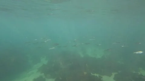 School of Fish Stock Footage 249456395