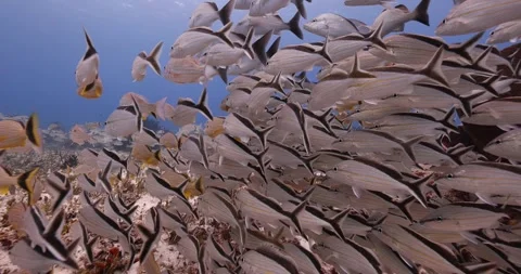 School of Fish Stock Footage 249548007