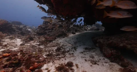 School of Fish Stock Footage 249550834