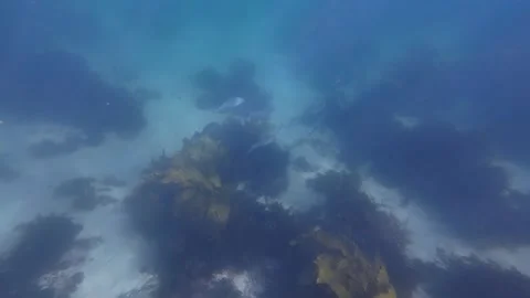 School of Fish 스톡 동영상 250985279