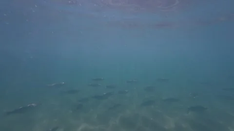 School of Fish Stock Footage 251645672