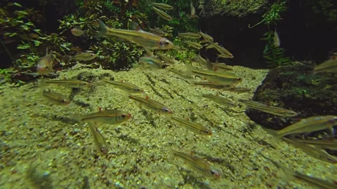 A school of fish Stock Footage 257348569