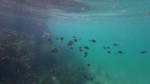 School of Fish Stock-Footage 260166306