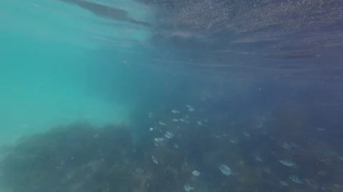 School of Fish Stock Footage 260166786