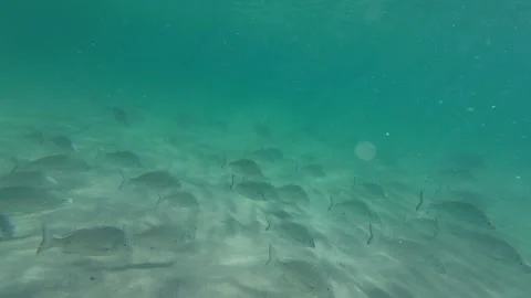 School of Fish Video stock 262439786