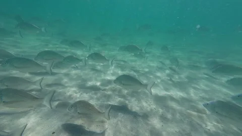 School of Fish Stock Footage 262439942