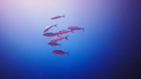 School of fish Stock Footage 263115380