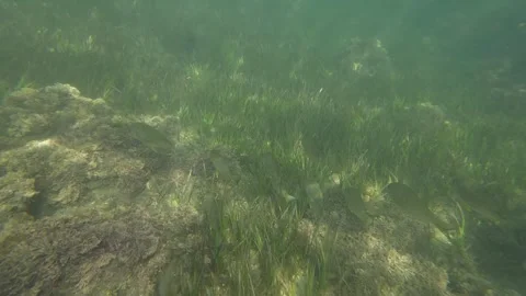 School of Fish Stock Footage 268440131