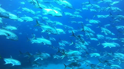 School of Fish Video stock 277078585