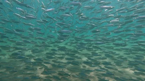 School of Fish Stock Footage 278824754
