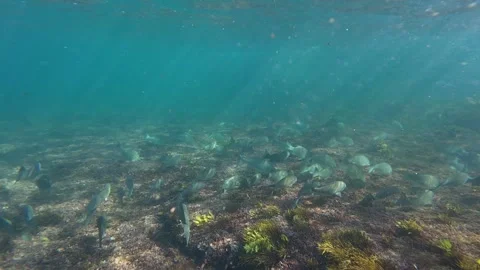 School of Fish Stock Footage 287900205