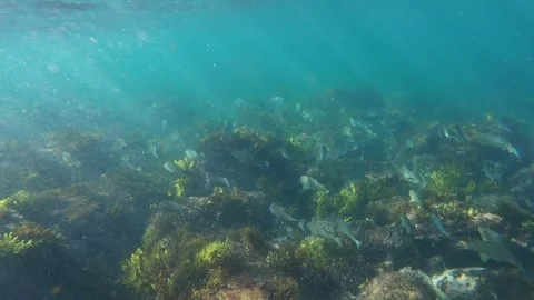 School of Fish Stock Footage 288332553