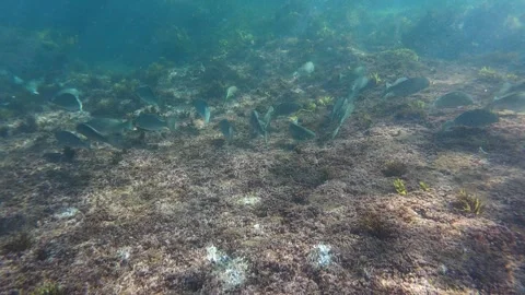 School of Fish 스톡 동영상 289736497
