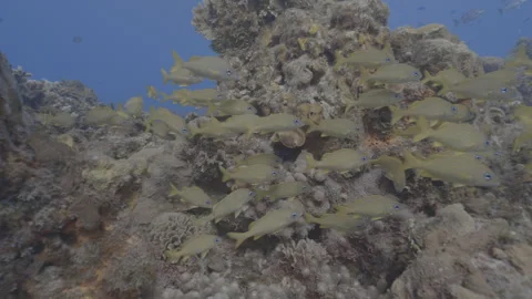 School of fish Stock Footage 297028608