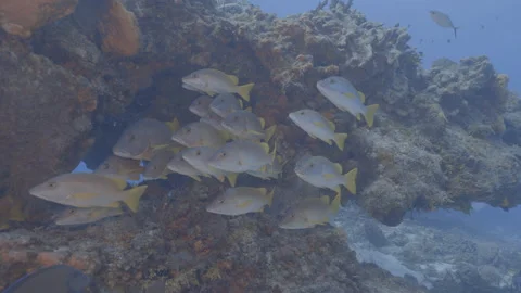 School of fish Stock Footage 297029076