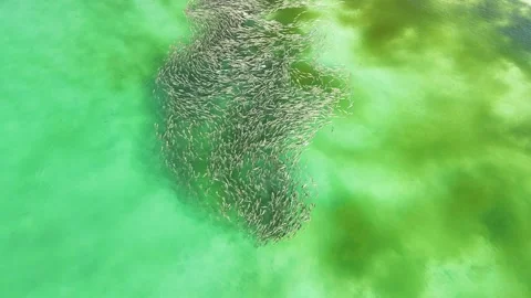 School of Fish Stock Footage 298015995