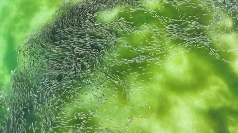 School of Fish Stock Footage 298016027