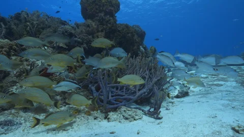 School of fish Stock Footage 305426385