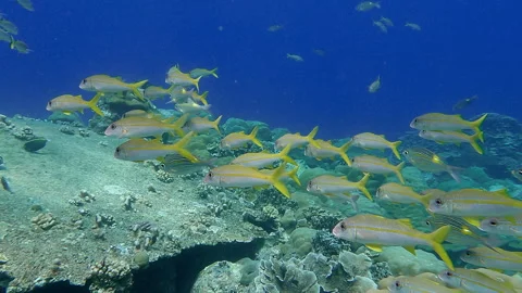 School of fish Stock Footage 314298505