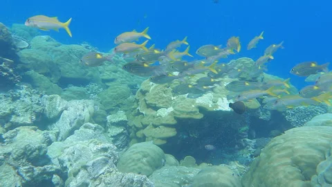 School of fish Stock Footage 314298532