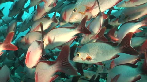 School of Fish 库存影片 332768978
