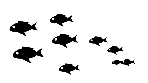 School of Fish Stock Footage 335671539