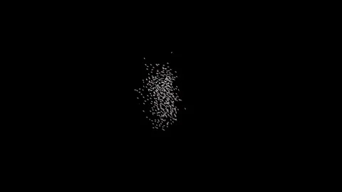 School of Fish Stock Footage 340519374