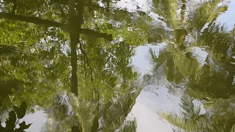 A school of fish on fresh water Stock Footage 90238325