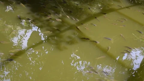 A school of fish on fresh water Stock Footage