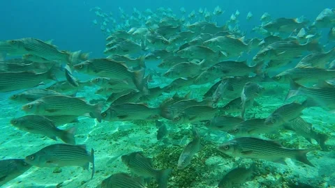 School of fish in a freshwater spring 스톡 동영상 180510302