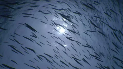 School of fish in front of sun rays Video stock 10565125