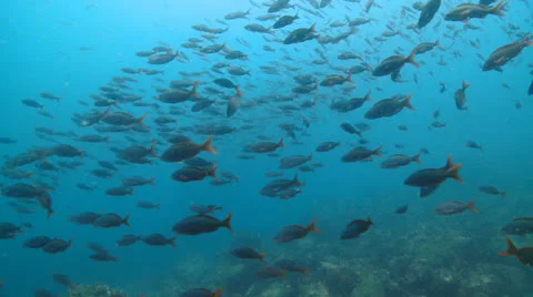 School of Fish Galapagos Stock Footage 25603109