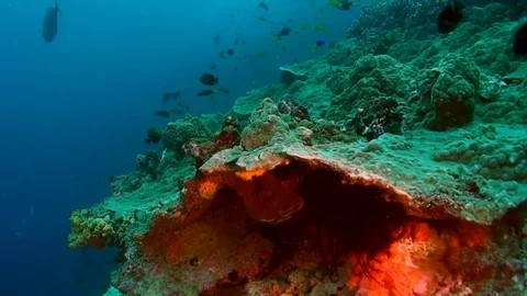 School of fish glitters and shimmers in rays of sunlight underwater. 库存影片 121061069