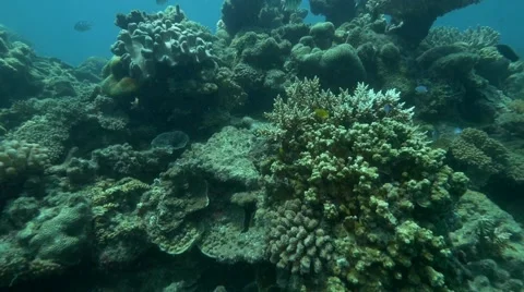 School of Fish. Great Barrier Reef Australia. Stockbeeldmateriaal 51574419