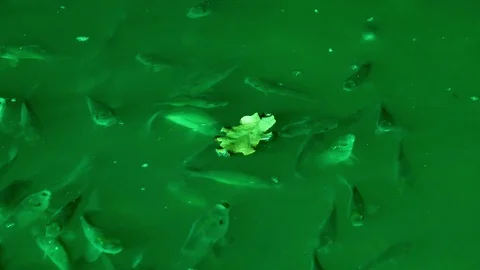 School  of fish in green light of lantern at night and rain Stock Footage 95227690