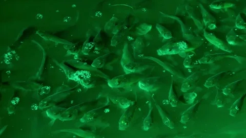 School of fish in  green light of lantern at night Stock Footage 95250223