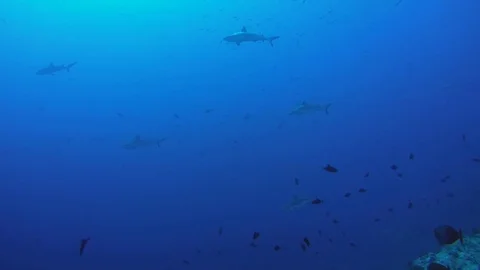School of fish grey reef shark (Carcharhinus amblyrhynchos) In blue water Stock Footage