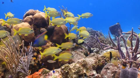 School of fish: grunt fish over coral reef Stock Footage 1184169