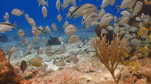 School of fish: grunt Stock Footage 721739