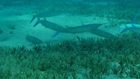 School of fish Halfbeak feeds on a sandy bottom covered with green sea grass. Stock Footage 125212951
