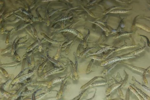 School of fish at a hatchery - trout Stock Photos