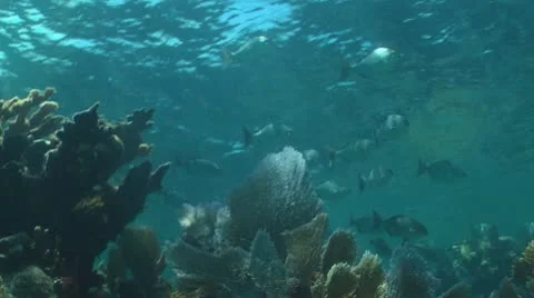 School of fish on healthy reef Stock-Footage 10710665