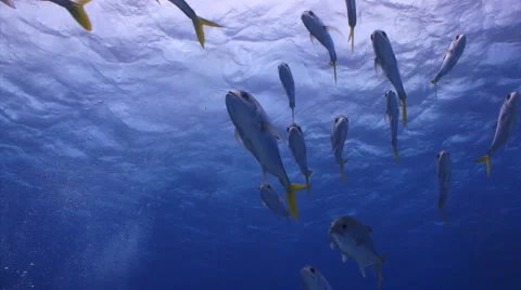 School of fish horse-eye jacks Stock Footage 1065109