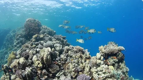 A school of fish hovering over coral reef plato in Red Sea, Dahab. The blue hole Stock Footage 82685293