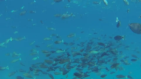 School of Fish Illuminated in Light - Rangiroa, Polynesia ("The Blue Aquarium") Stock-Footage 84293490