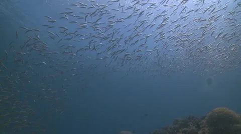 School of fish Indonesia Stock Footage 12234444