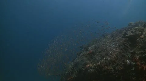School of fish Indonesia Stock Footage 12234913