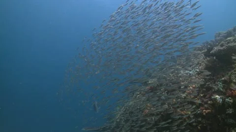 School of fish Indonesia Stock Footage 12242820