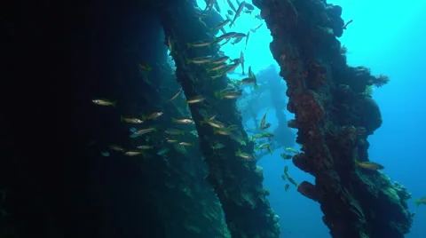 School of fish inside the shipwreck - Umbria, Red Sea, Sudan Stock Footage 67444981
