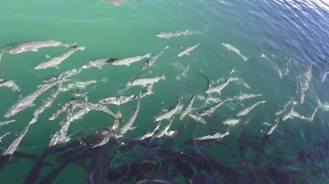 School of fish in a lake Stock Footage 41649689